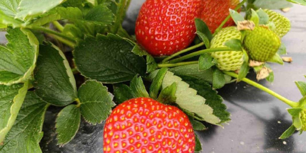 4 mevsim yetişiyor, Aralık ayında bile talep patlıyor! Kilosu 200 TL: İsteyen pazardan isteyen tarladan alıyor 4